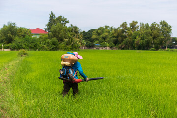 Asian farmers using machines Spraying chemicals rice fields