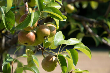 Apples on a tree branch, healthy and delicious fruit