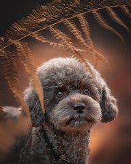 poodle in park