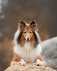 rough collie dog
