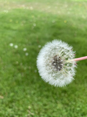 dandelion puff on green grass