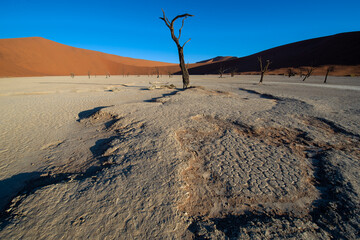 Dead Vlei