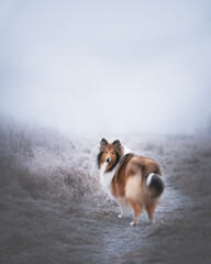 rough collie dog
