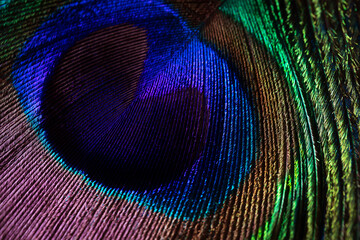 Peacock feather close-up, macro photography. Saturated iridescent hues, spectacular holiday background abstract image..