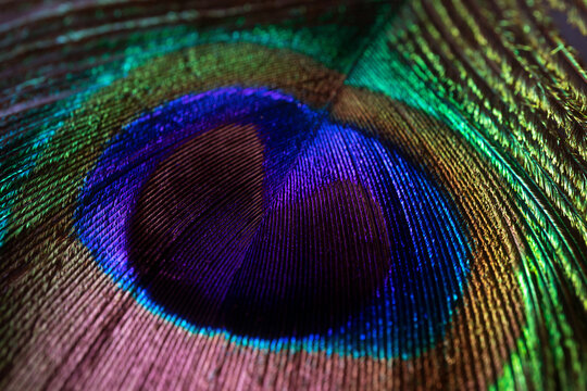 Peacock feather close-up, macro photography. Saturated iridescent hues, spectacular holiday background abstract image..