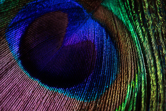 Peacock feather close-up, macro photography. Saturated iridescent hues, spectacular holiday background abstract image..