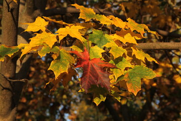 Colorful maple leaves hanging up on the maple tree branch on the background of multicolored leaves