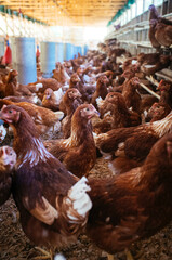 young cocks in organic chicken coop, happy hens without animal abuse