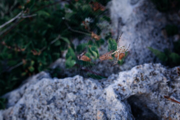 Spider on web against blurred rocky and green background, macro nature shot