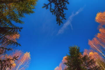 Obraz premium The tops of trees of golden birches and spruce green branches against a blue sky. Frame from branches of trees in the autumn forest. Selective focus.