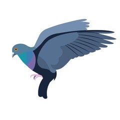 Isolated figure of a blue flying rock pigeon