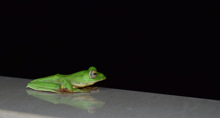 Sleepy green frog at night