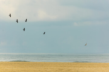 Fototapeta na wymiar Birds flying over North Sea at Scheveningen beach located in The Hague, Netherlands