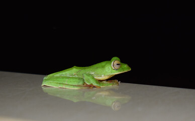 Sleepy Green Frog at Night