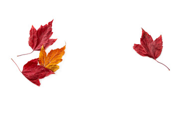 Autumn red and yellow leaves on a white isolated background. Space for text.