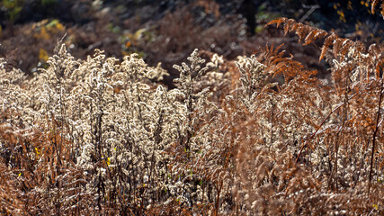Kanadische Goldrute im Herbst