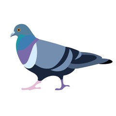 Isolated silhouette of a a going blue pigeon