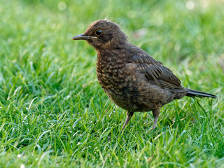 Juvenile Amsel