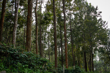 Scenic view of the trees providing shade to coffee plantations in Yercaud hill station, Tamil Nadu, India