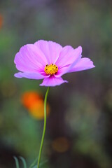 Obraz premium Anemone im Abendlicht