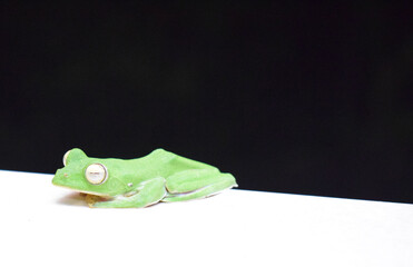 Sleepy Green Frog at Night
