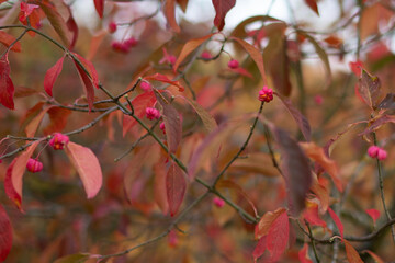 red autumn leaves on spindle tree