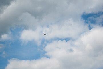 Himmel Vogel Wolken