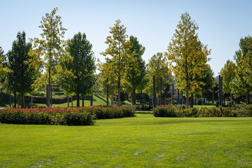 Obraz premium Landscape with green grass, ornamental trees and beautiful Photinia fraseri 'Red Robin' shrubs in center. Red and green leaves of shrubs on sunny autumn day. Public landscape city park 