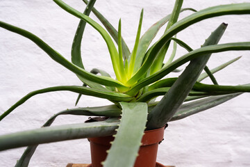 An irregularly grown Aloe Vera plant in a brown pot in front of a white plastered brick wall.