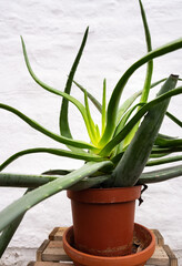 An irregularly grown Aloe Vera plant in a brown pot in front of a white plastered brick wall.