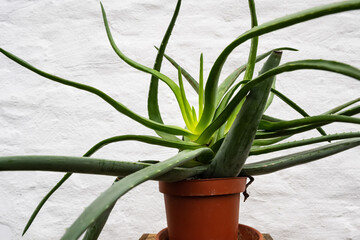 An irregularly grown Aloe Vera plant in a brown pot in front of a white plastered brick wall.