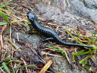 Alpine salamander (Salamandra altra) in natural environment, close up, in high mountains