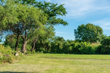 Natural green field with trees and pastures at summer sunny day