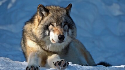 Obraz premium Wolf in the wild