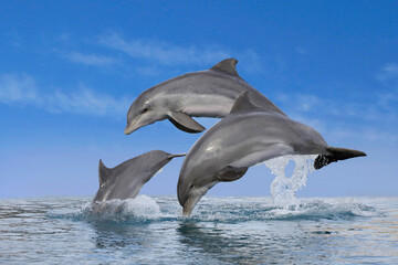 Große Tümmler (Tursiops truncatus) drei Delfine springen aus dem Wasser