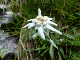 Edelweiss (Leontopodium alpinum) in high mountains