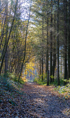 Wandern im Herbstwald