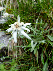 Edelweiss (Leontopodium alpinum) in high mountains