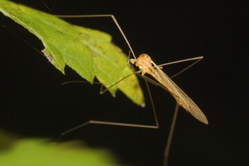 Tipula insect on a leaf