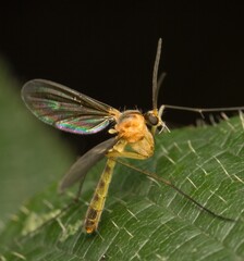 Tipula insect on a leaf