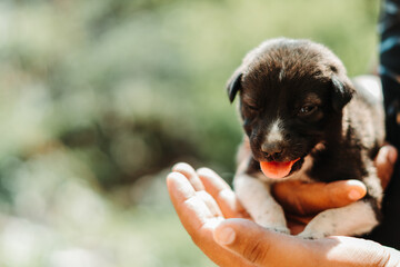 Closeup shot of hand holding a small puppy