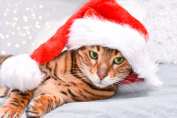 Adorable green-eyed, spotted bengal cat in red Christmas hat lying on bed looking at camera on grey background. Christmas greeting card.