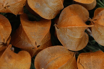 Otoño