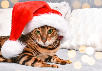Adorable green-eyed, spotted bengal cat in red Christmas hat lying on bed looking at camera on grey background. Christmas greeting card.