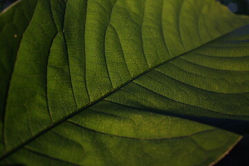 close-ups of plants in nature 