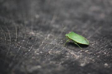 A bug sitting on a stump in the woods
