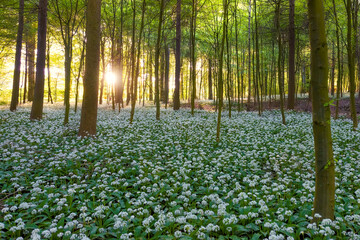 A beech tree forest, Jutland, Denmark comes to life with wild ramson flowers.	