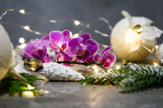 beautiful mini archidea on a gray background with New Year's decor and lights
