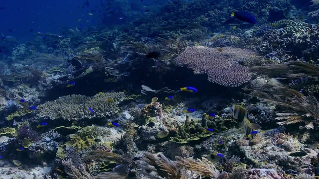 A coral reef with a school of Goldbelly damsel, Pomacentrus auriventris, Raja Ampat Indonesia