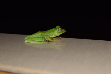 Sleepy green frog at night